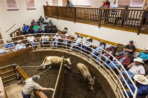 Springfield livestock auction. Things To Know About Springfield livestock auction. 